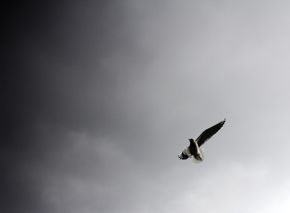 low angle view of a flying bald eagle