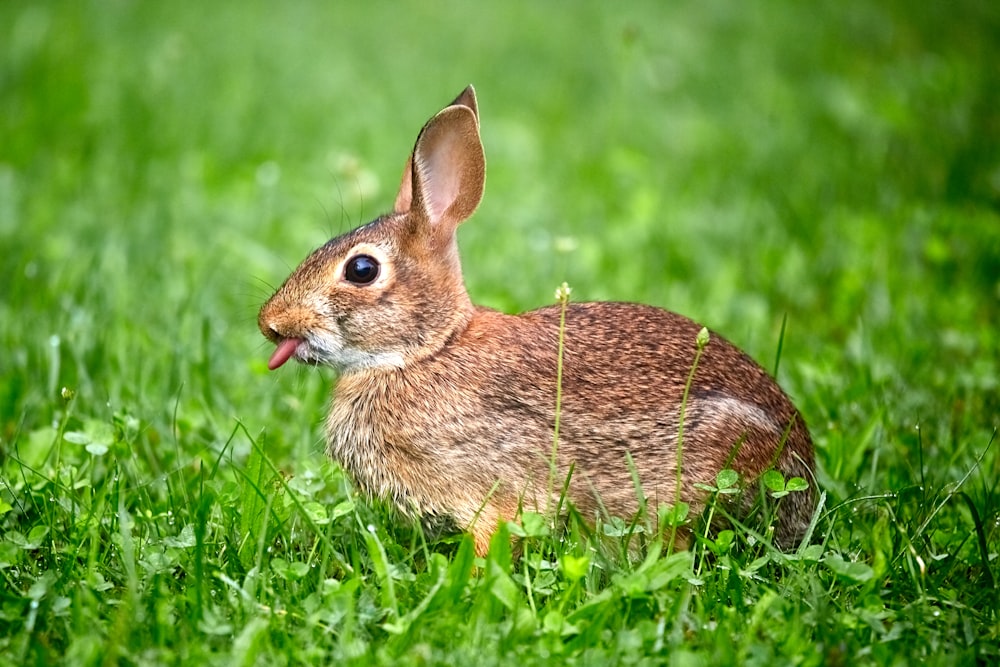 brown rabbit on grass