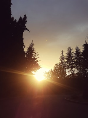Golden light filtering through tall pines on a ridge at sunset