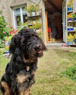 A fluffy black and brown dog sits on a grassy lawn, tilting its head. Behind the dog, a charming garden filled with colorful flowers is visible. A cozy room with open doors leads outside, revealing shelves adorned with potted plants.