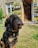 A fluffy black and brown dog sits on a grassy lawn, tilting its head. Behind the dog, a charming garden filled with colorful flowers is visible. A cozy room with open doors leads outside, revealing shelves adorned with potted plants.