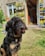 A fluffy black and brown dog sits on a grassy lawn, tilting its head. Behind the dog, a charming garden filled with colorful flowers is visible. A cozy room with open doors leads outside, revealing shelves adorned with potted plants.