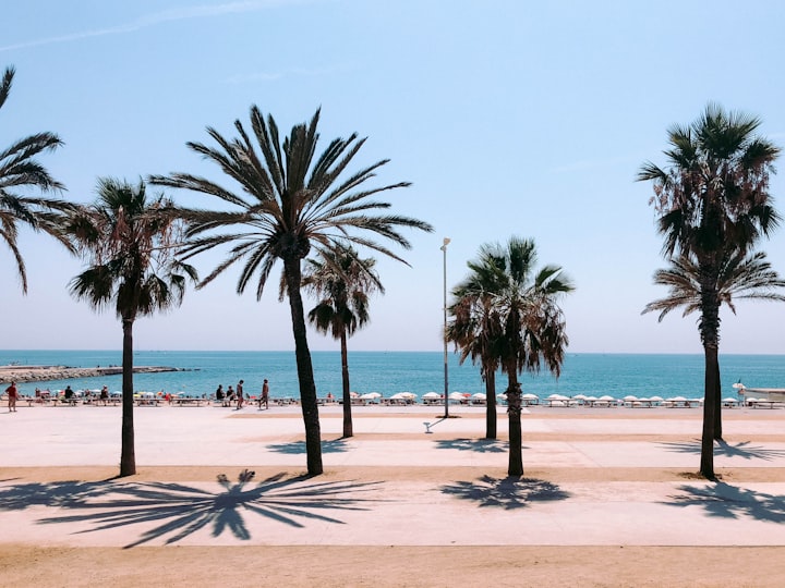 Zdjęcie palm nad brzegiem morza w Barcelonie