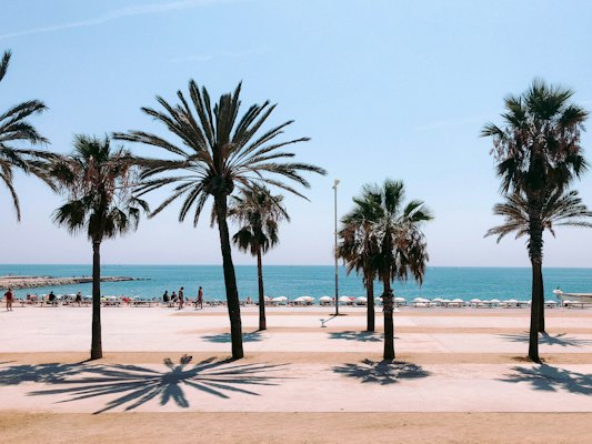 Palm trees casting long shadows on a paved promenade beside a sunny beach — Barcelona, Spain
