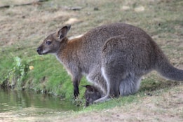 A kangaroo is standing near a small body of water, with a joey peeking out from its pouch. The environment is grassy and seems natural.