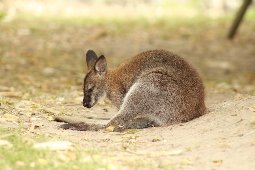 gray mammal sitting on ground