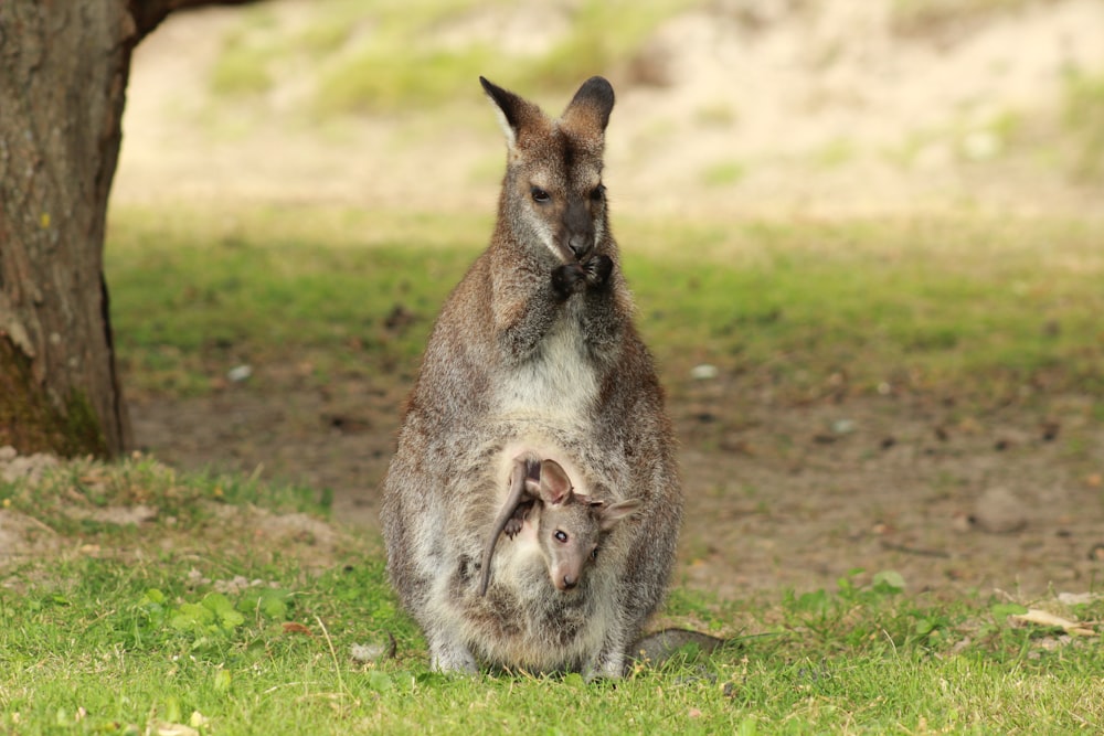 brown kangaroo on grass