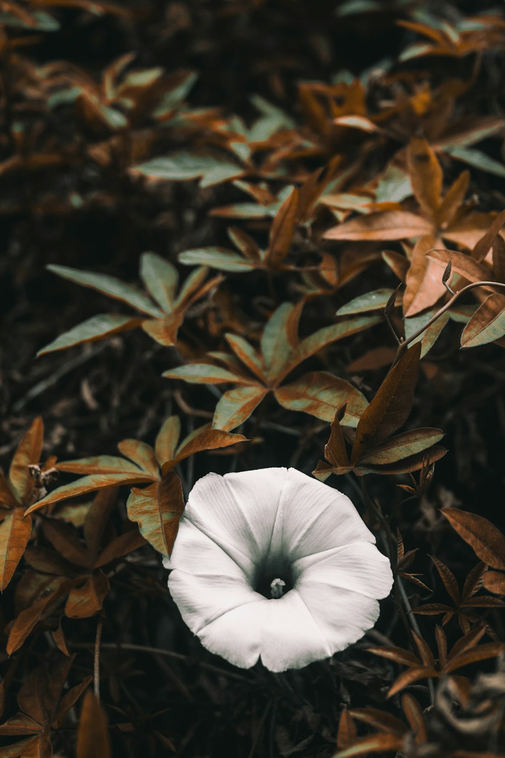 white petaled flower