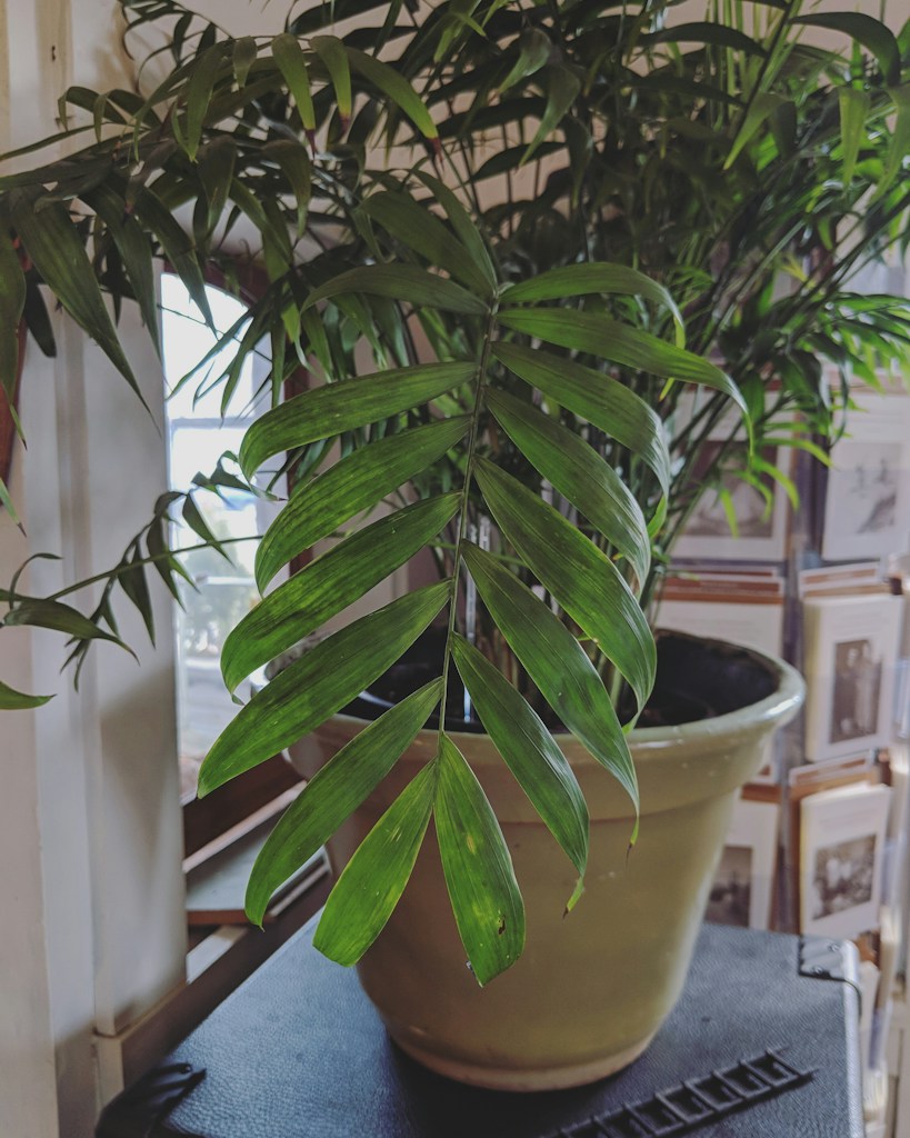 Ficus Lyrata