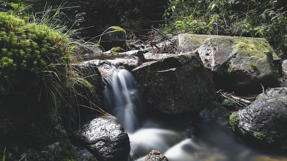 a stream of water running through a lush green forest