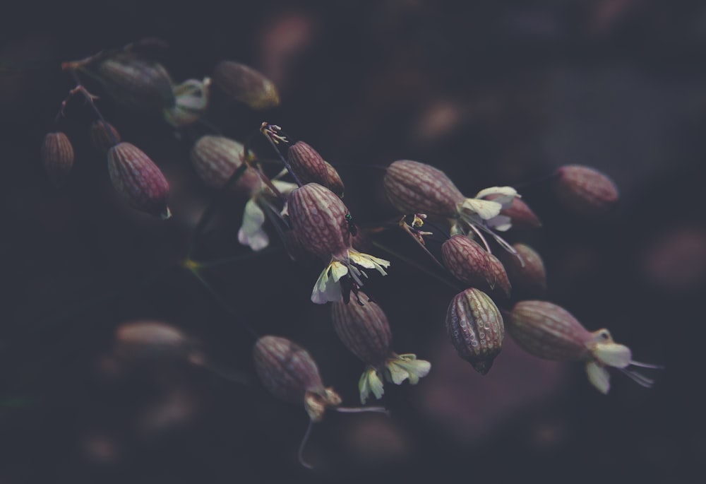 selective focus photo of flower