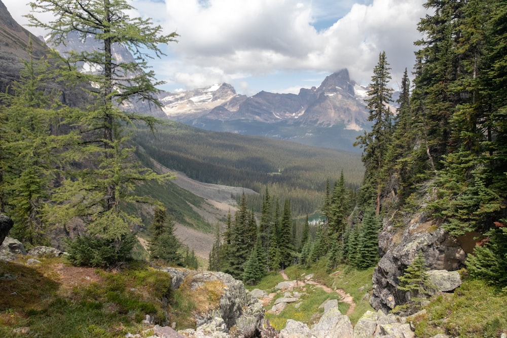 Landschaftsfoto eines Berges, der von Kiefern umgeben ist