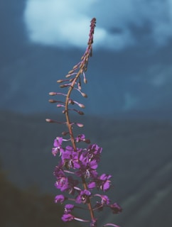 person showing purple flower