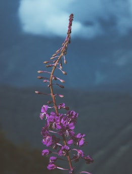 person showing purple flower