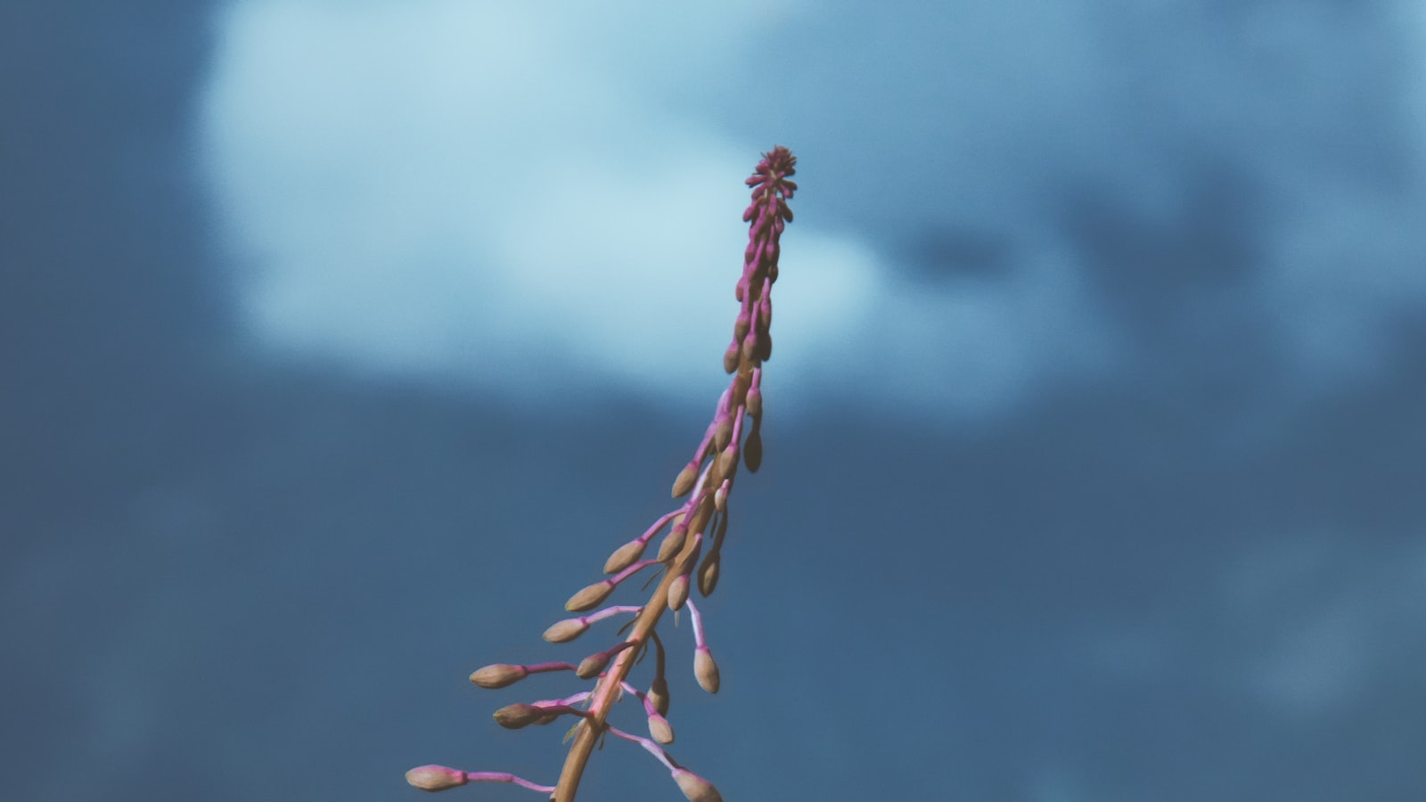 1. The Blooming Potential: Unveiling the Lucrative Market Opportunities in the Dried Flower Industry