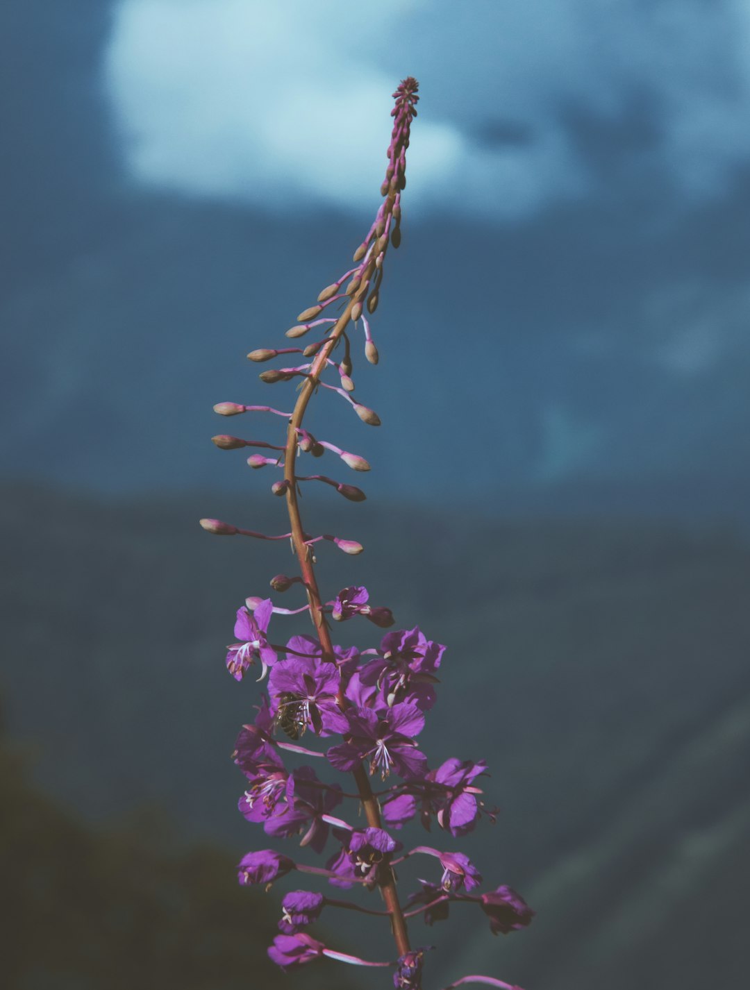 person showing purple flower