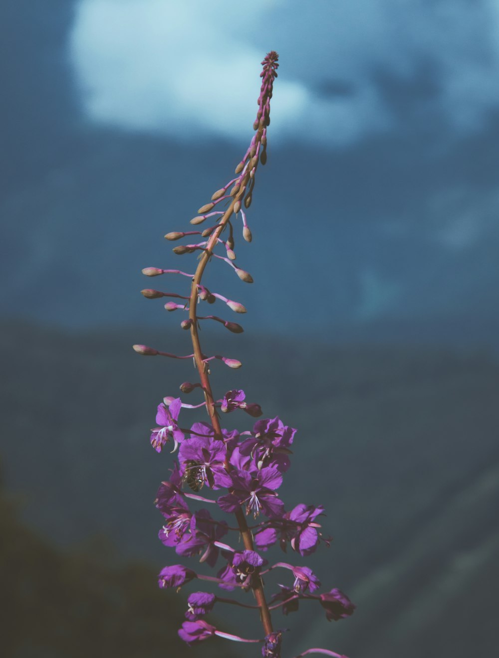 紫色の花を見せている人