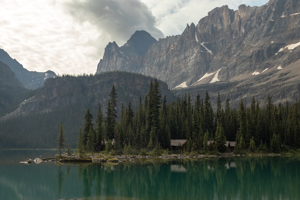 pine tree forest near lake