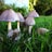 Several mushrooms with dome-shaped caps and white stems are growing amidst tall, dewy grass in a garden setting. The background features blurred green foliage and part of a building visible in the distance. The scene is close-up, capturing the texture and moisture on the mushrooms and grass.