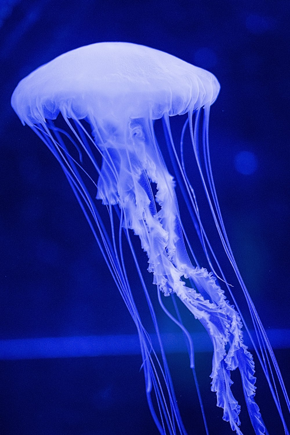 Ilustración de medusa blanca