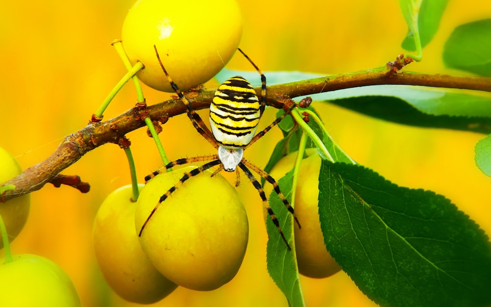 yellow and black spider