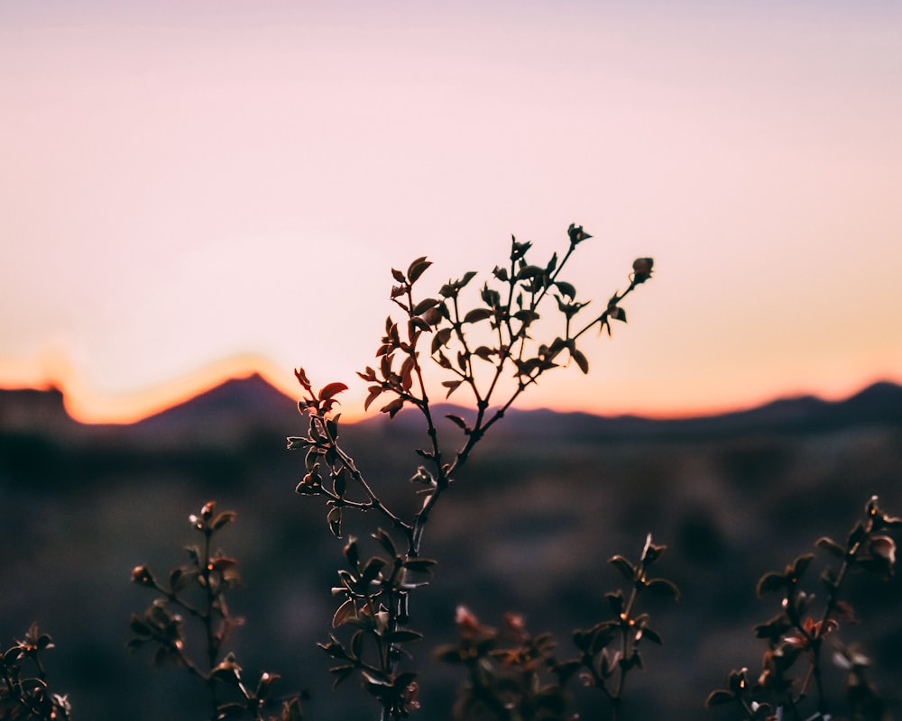 selective focus of plant