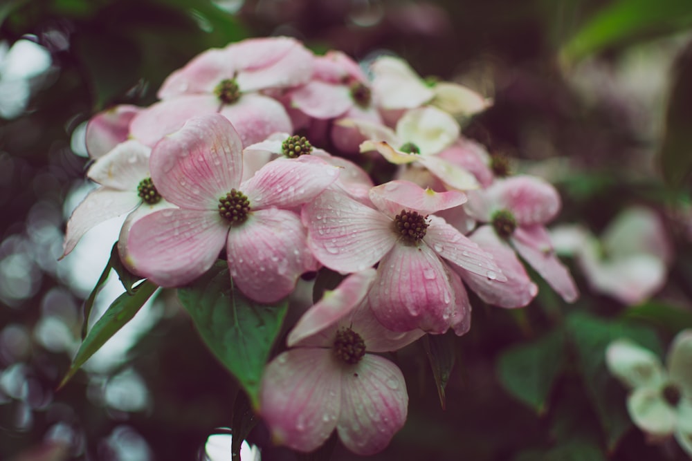 pink-petaled flower