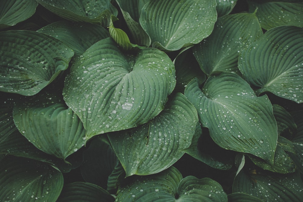 green leafed plant