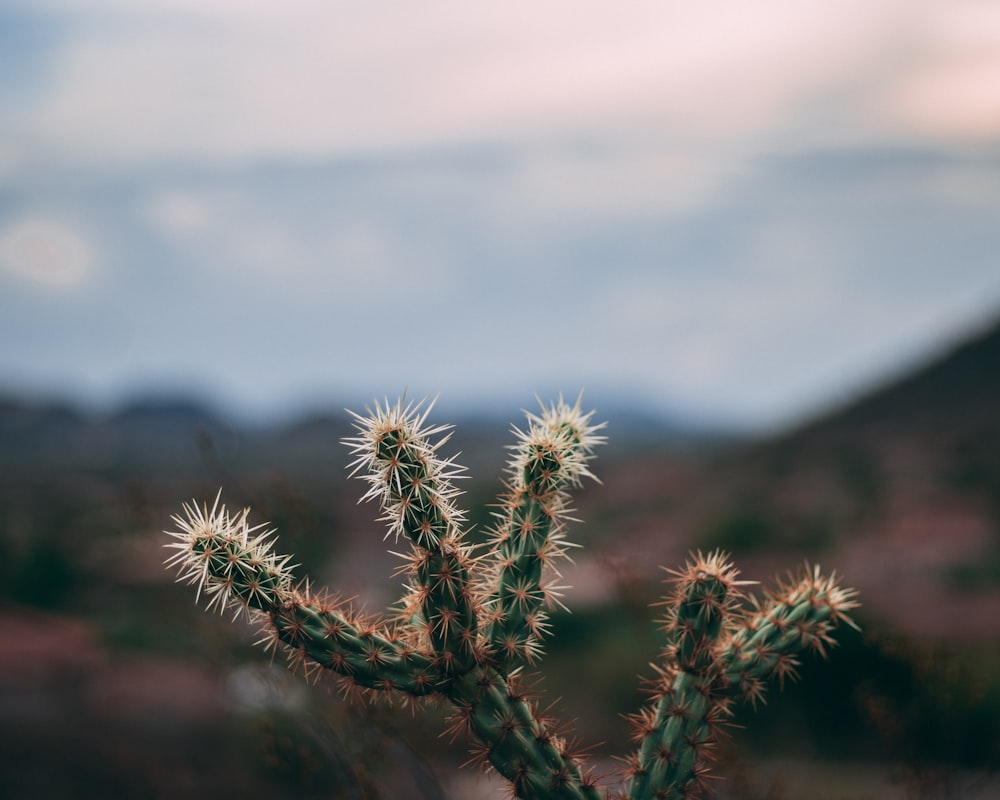 Photographie à mise au point peu profonde de cactus vert