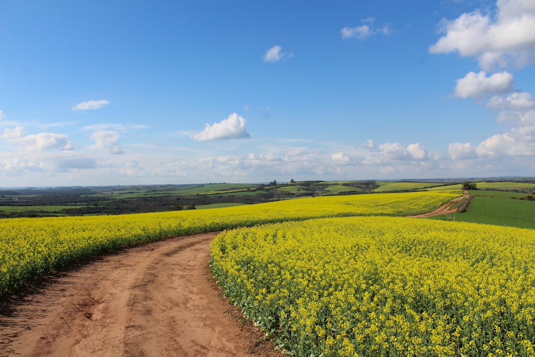 pathway between yellow flower field