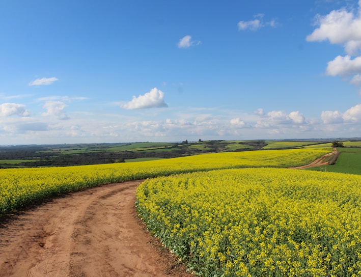 pathway between yellow flower field