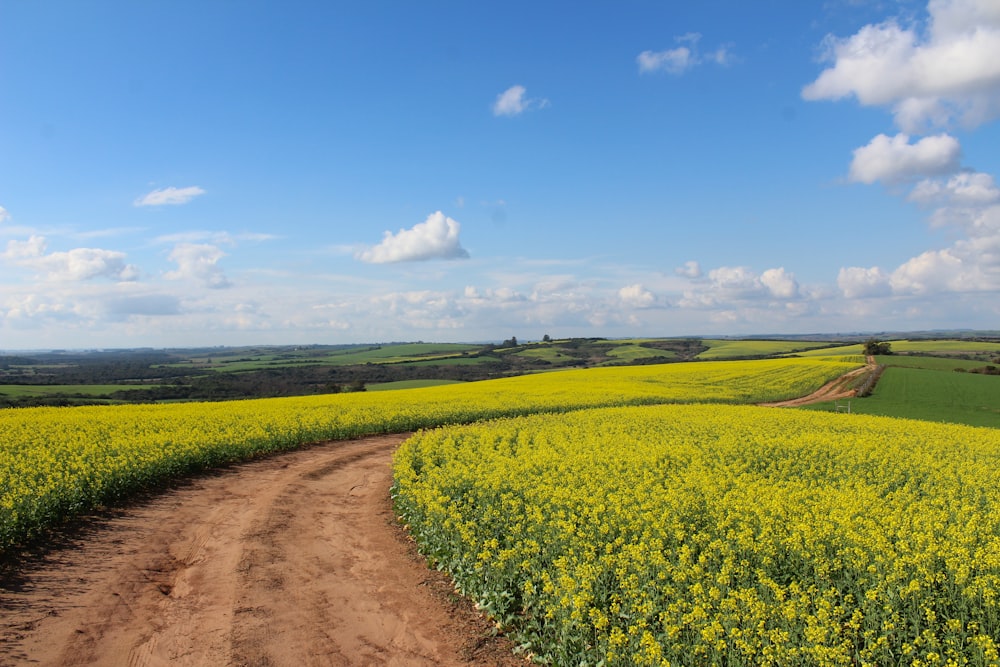 Weg zwischen gelben Blumenfeldern