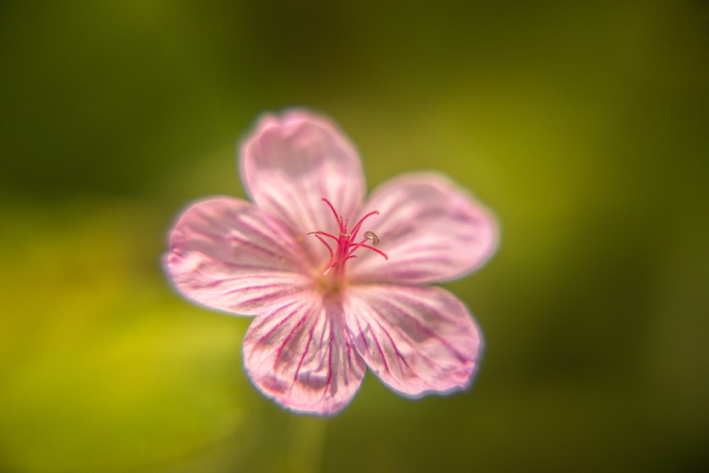 Fiore viola a 5 petali in fotografia ravvicinata