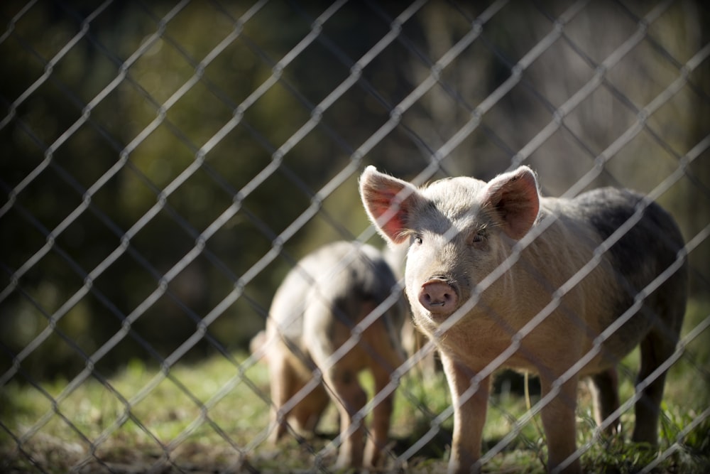 Photographie de profondeur de champ de porc blanc et noir