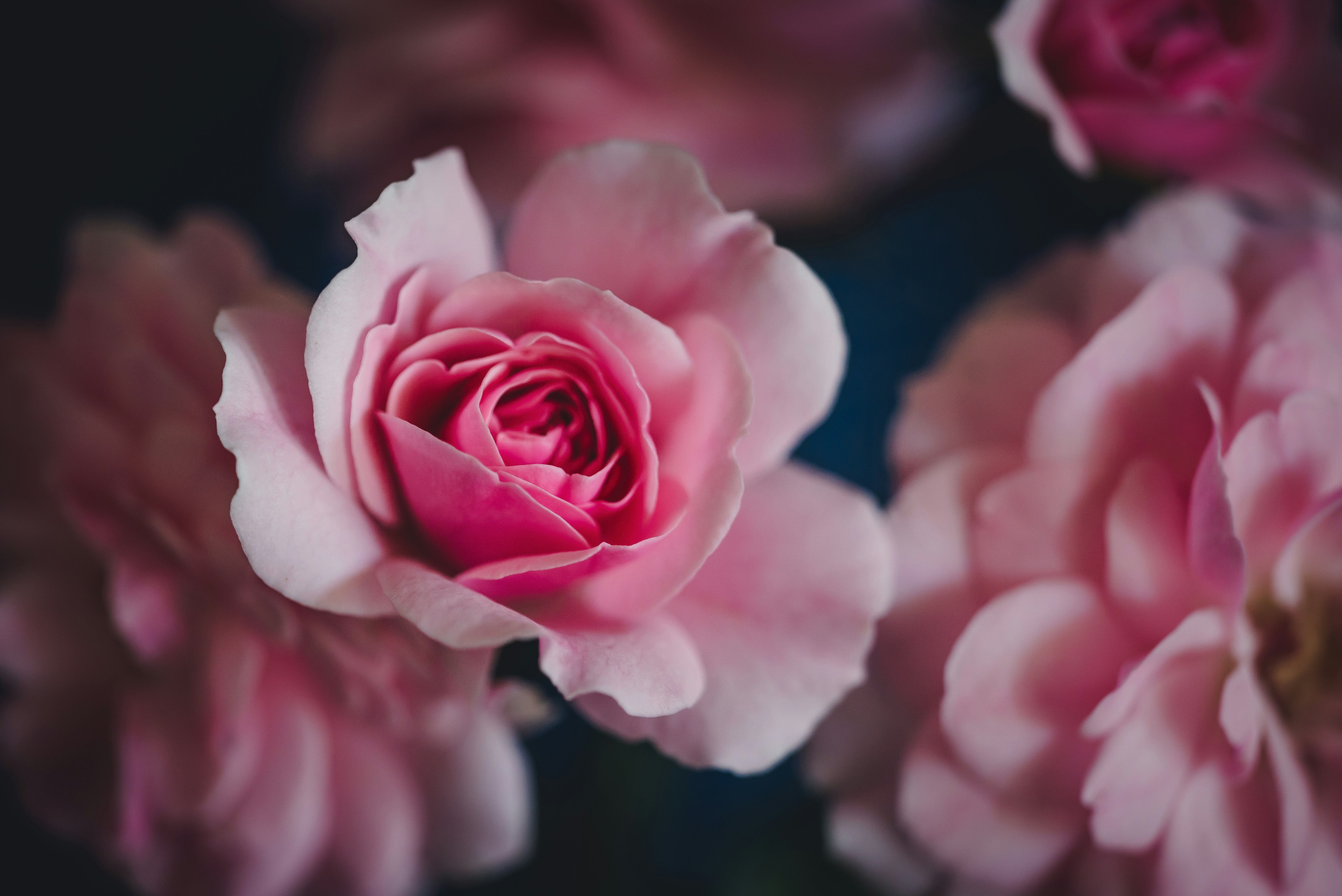 Photo by the_wild_flower