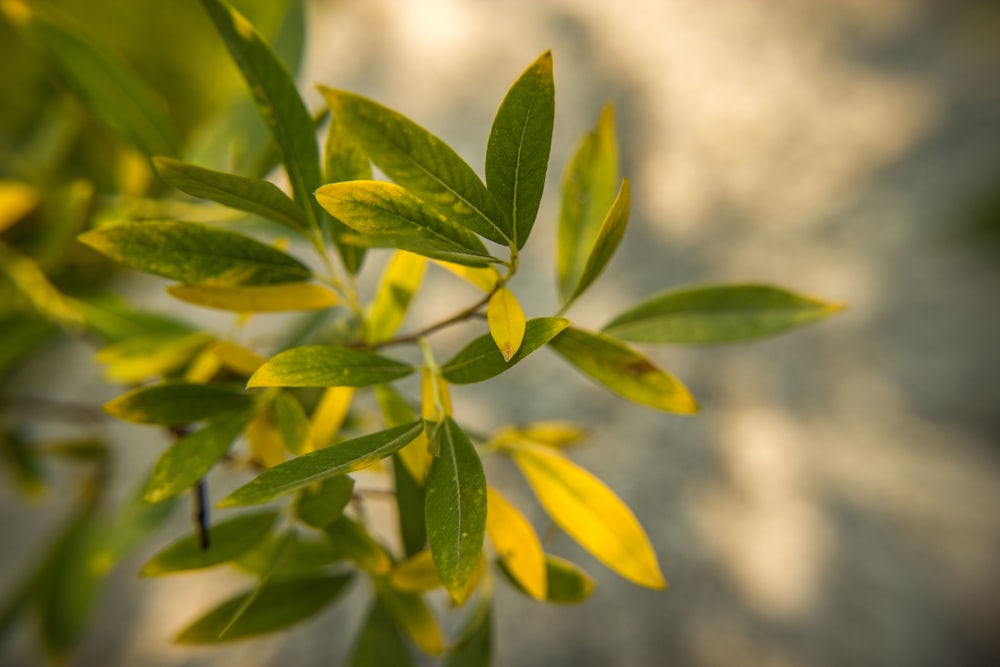 shallow focus photography of green and yellow plant