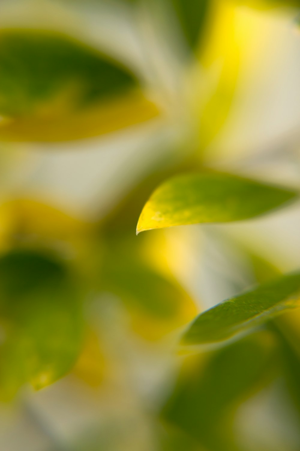 green leafed plant