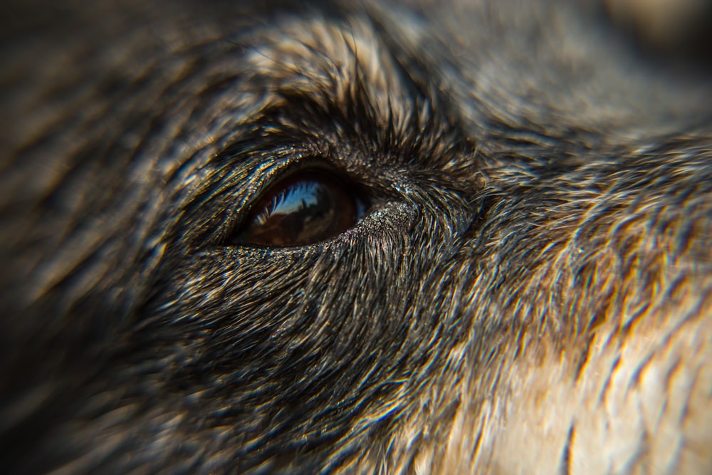 dog eye