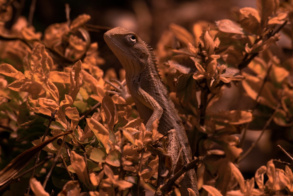 shallow focus photography of brown lizard