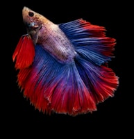 full-moon betta fish