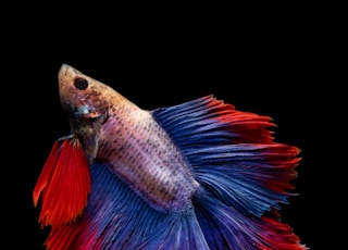 full-moon betta fish