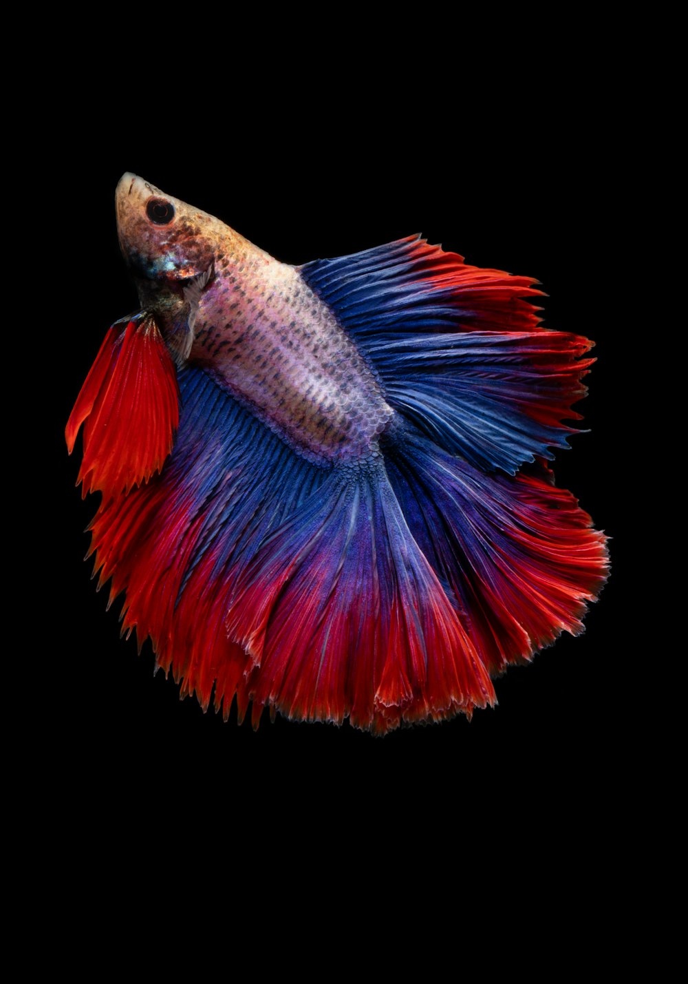 Poisson betta de pleine lune