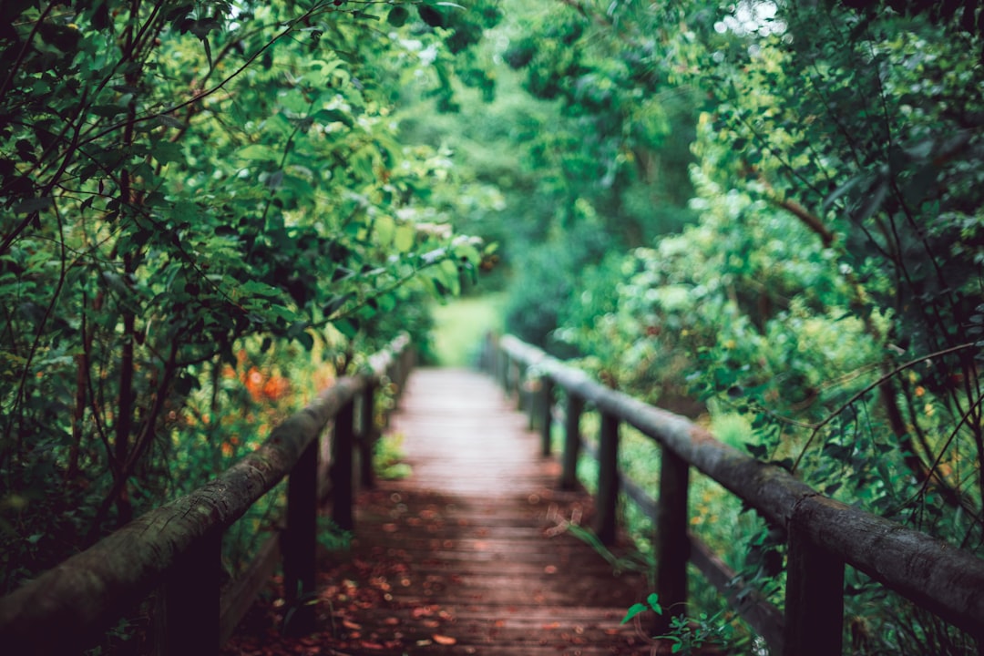 brown wooden bridge surrounded by green leafed trees
