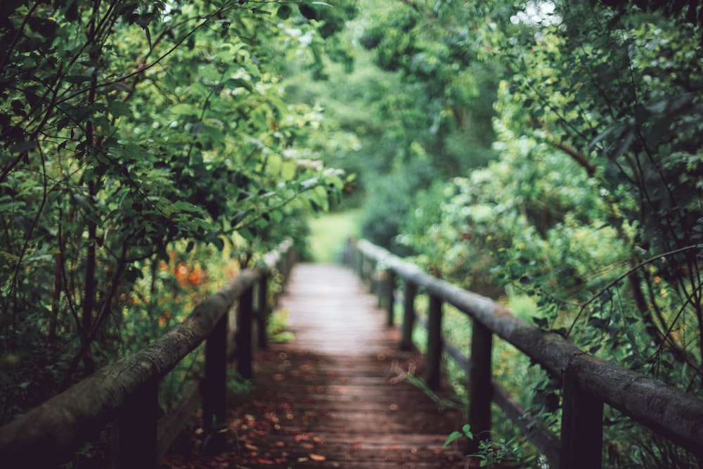 brown wooden bridge surrounded by green leafed trees