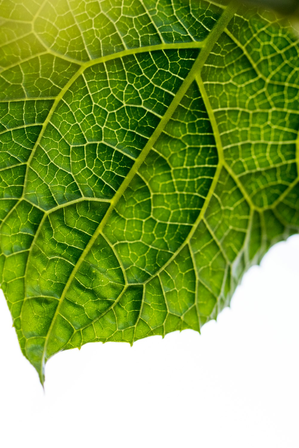 Fotografía macro de hoja verde