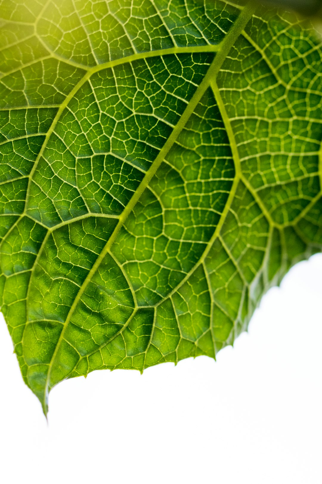 macro photography of green leaf