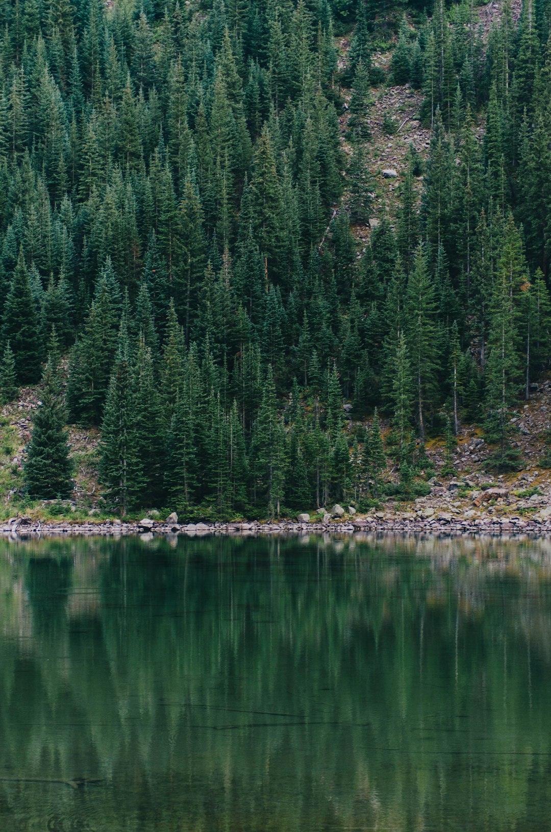 pine trees across lake