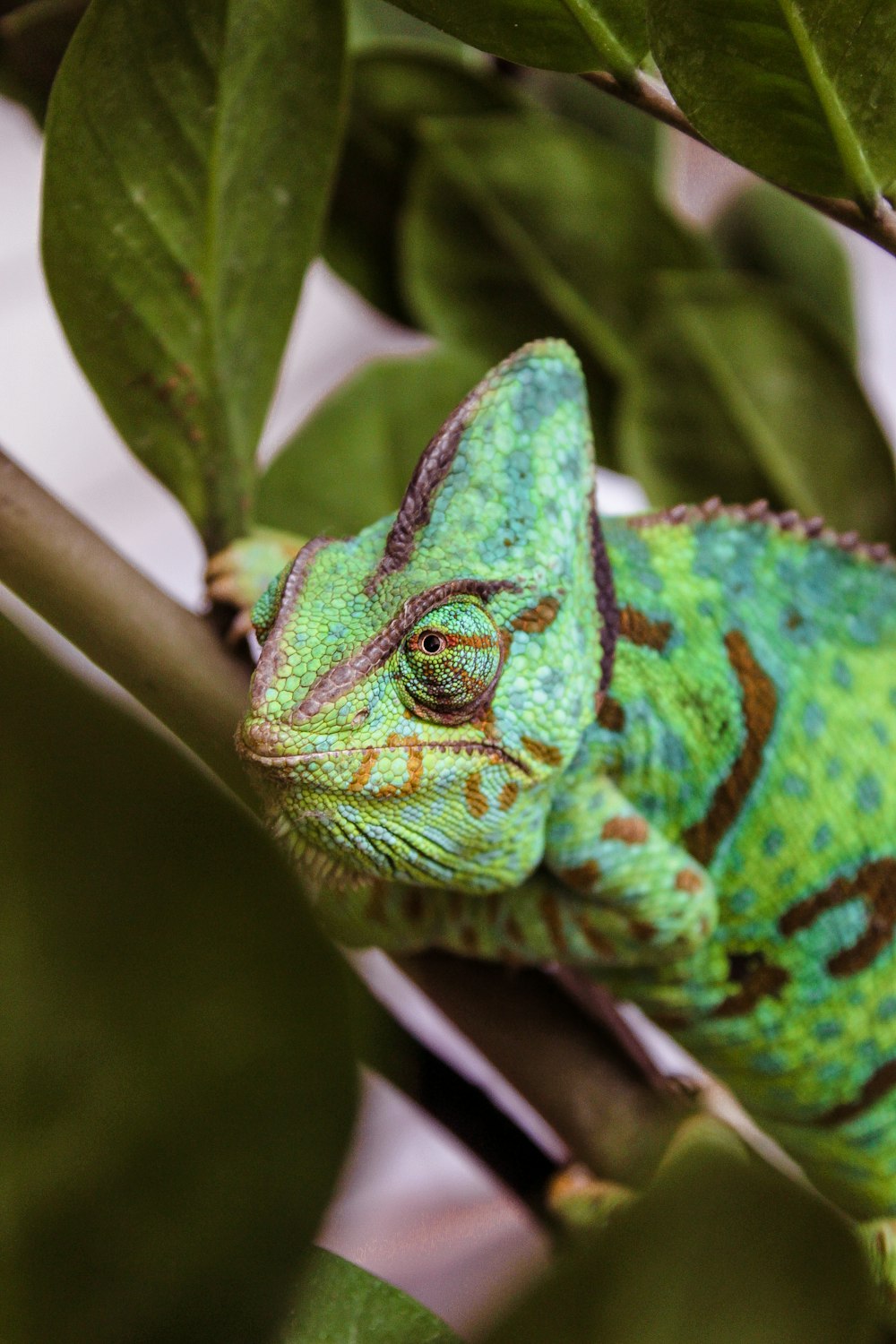 green and brown chameleon