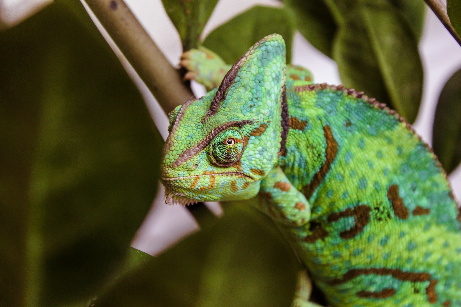 Canon EOS 100D (EOS Rebel SL1 / EOS Kiss X7) sample photo. Cameleon on brown branch photography