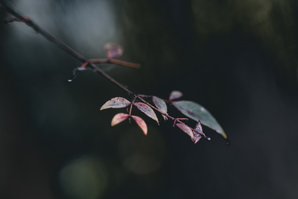 plantas de hojas verdes